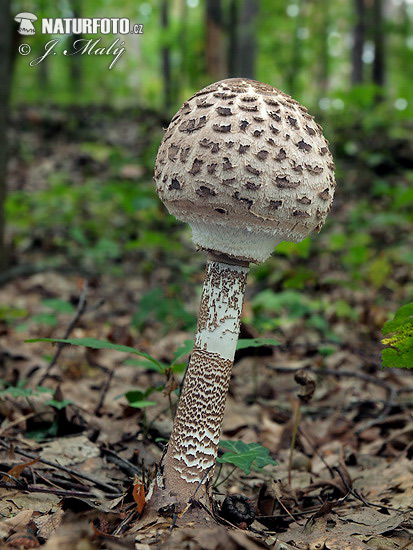 bedľa vysoká (Macrolepiota procera)