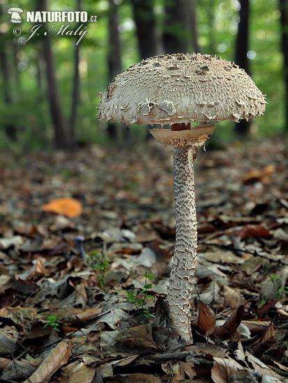 bedľa vysoká (Macrolepiota procera)