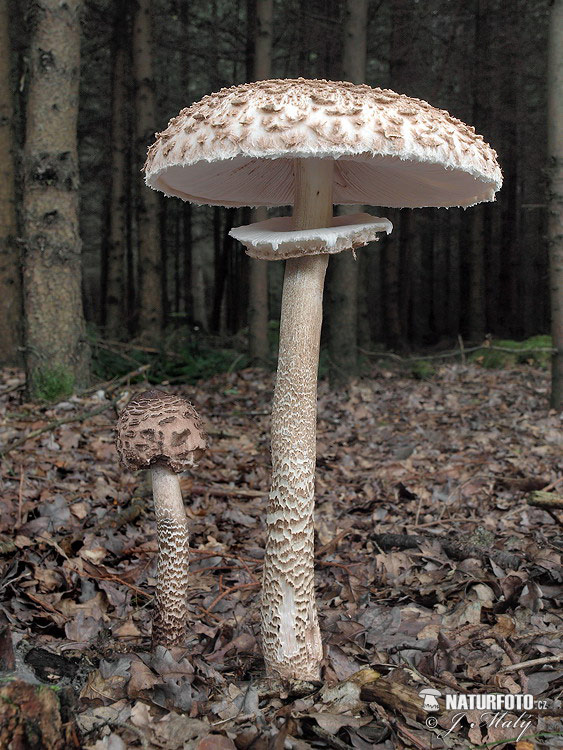 bedľa vysoká (Macrolepiota procera)