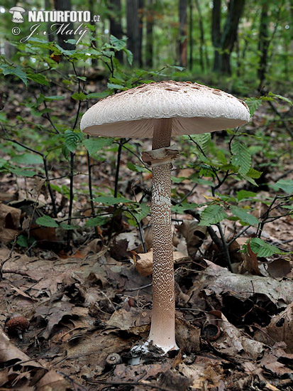 bedľa vysoká (Macrolepiota procera)