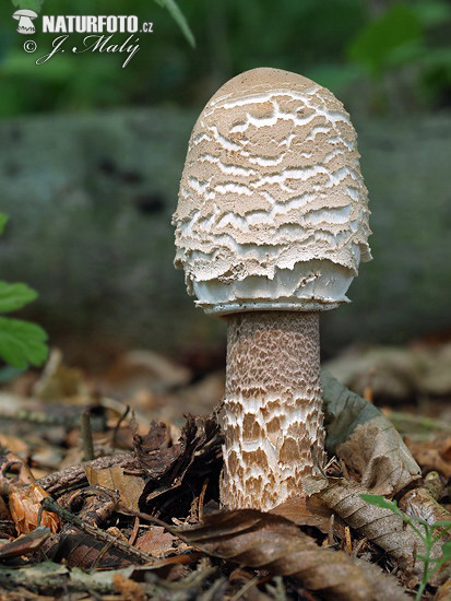 bedľa vysoká (Macrolepiota procera)