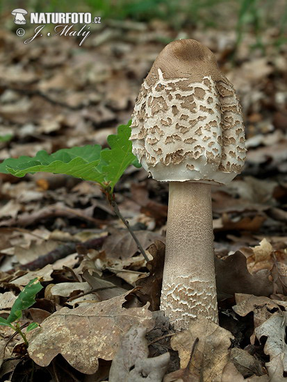 bedľa vysoká (Macrolepiota procera)