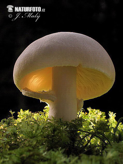 bedlica ružovolupeňová (Leucoagaricus leucothites)