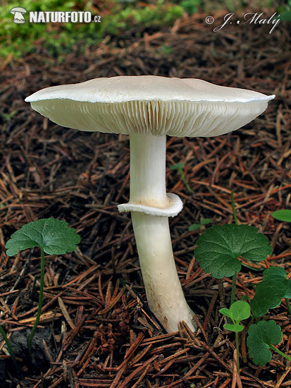 bedlica ružovolupeňová (Leucoagaricus leucothites)