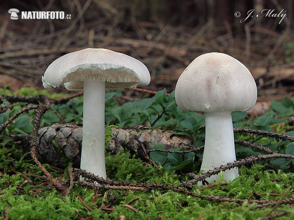 bedlica ružovolupeňová (Leucoagaricus leucothites)