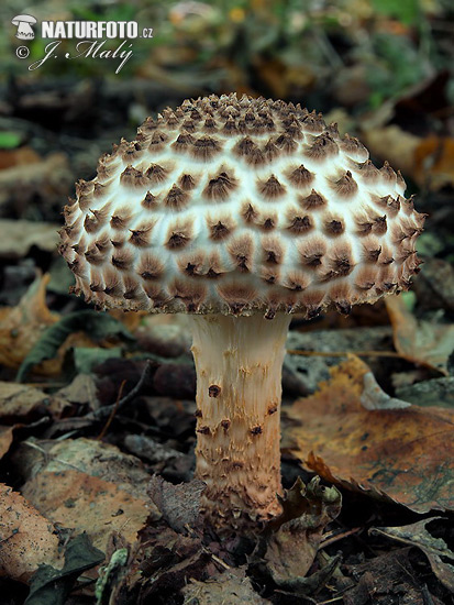 bedlička ostrošupinatá (Echinoderma asperum)