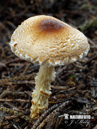 bedlička vretenovitovýtrusná (Lepiota magnispora)