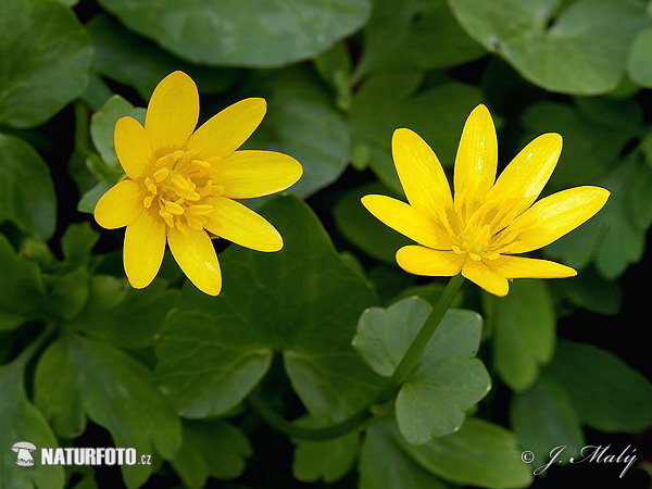 Blyskáč jarný (Ficaria verna subsp. bulbifera)