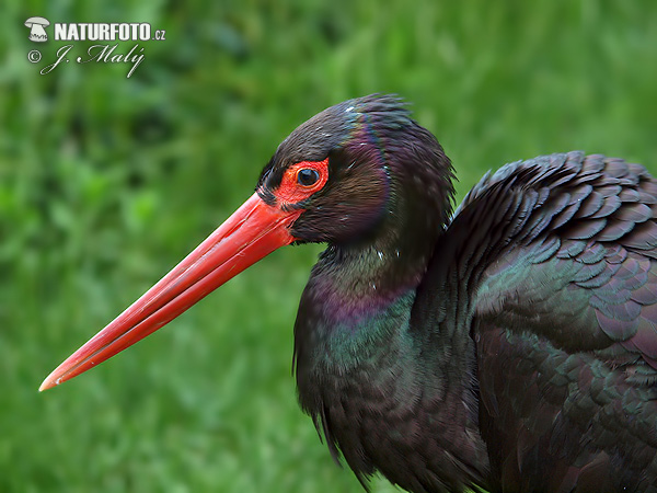 Bocian čierny (Ciconia nigra)