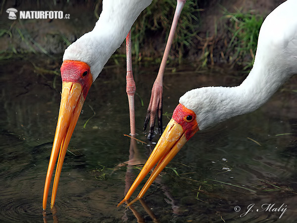 Bocian nenásytný (Mycteria ibis)