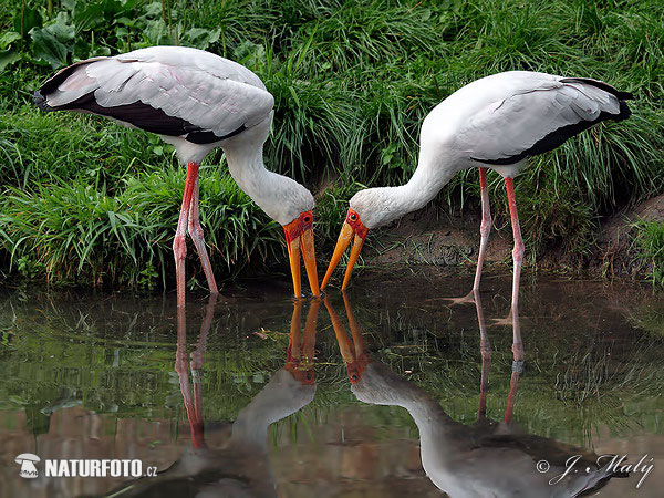 Bocian nenásytný (Mycteria ibis)