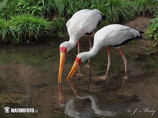 Bocian nenásytný (Mycteria ibis)