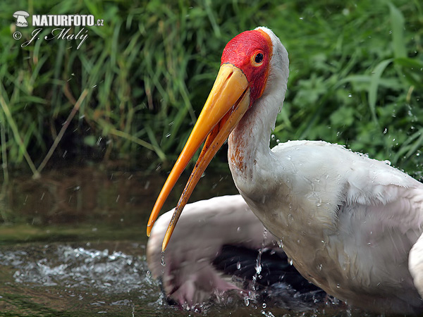 Bocian nenásytný (Mycteria ibis)