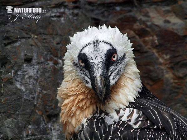 Bradán žltohlavý (Gypaetus barbatus)