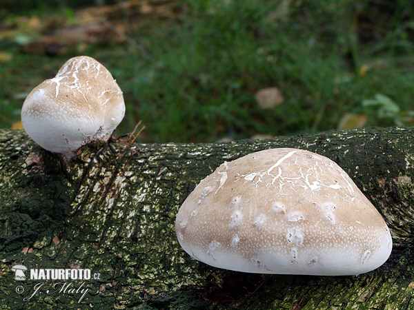 brezovník obyčajný (Piptoporus betulinus)