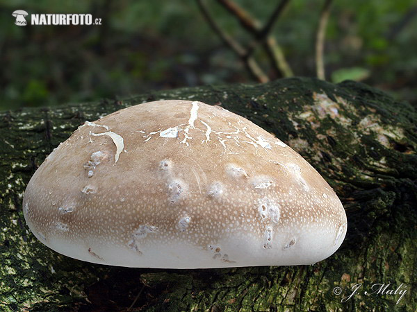 brezovník obyčajný (Piptoporus betulinus)