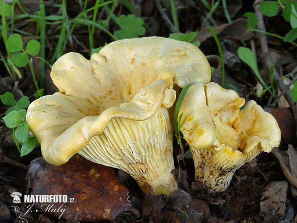 cantharellus ilicis (Cantharellus ilicis)