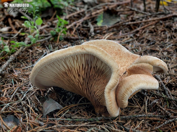 čechračka podvinutá (Paxillus involutus)