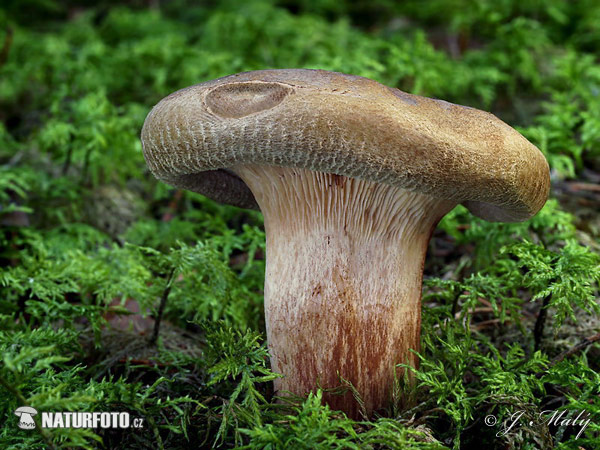 čechračka podvinutá (Paxillus involutus)