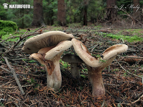 čechračka podvinutá (Paxillus involutus)