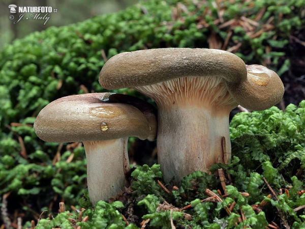 čechračka podvinutá (Paxillus involutus)