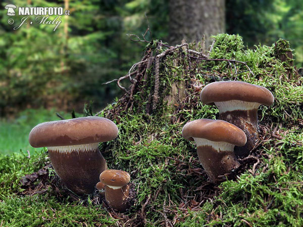 čechračka tmavohlúbiková (Tapinella atrotomentosa)