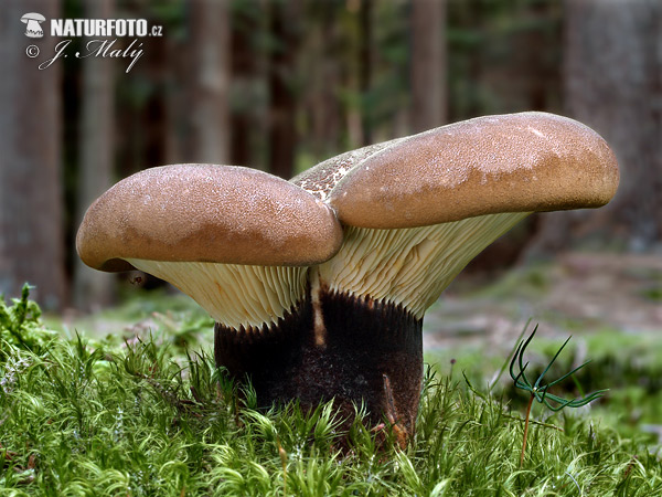 čechračka tmavohlúbiková (Tapinella atrotomentosa)