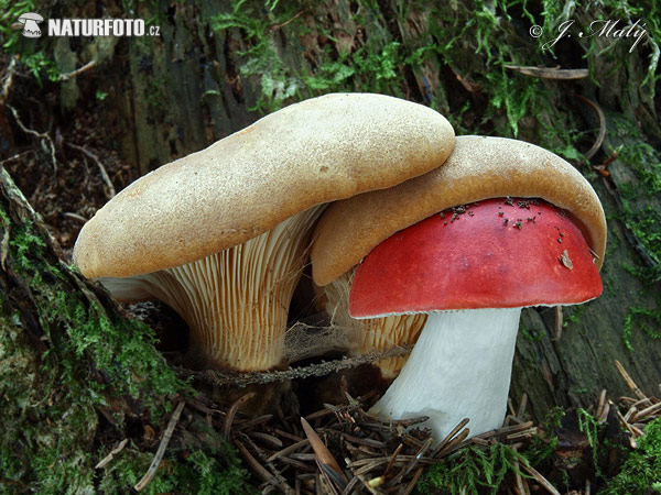 čechračka tmavohlúbiková (Tapinella atrotomentosa)