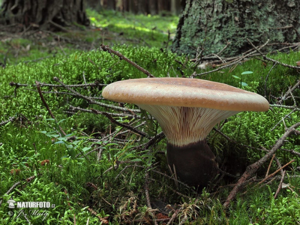 čechračka tmavohlúbiková (Tapinella atrotomentosa)