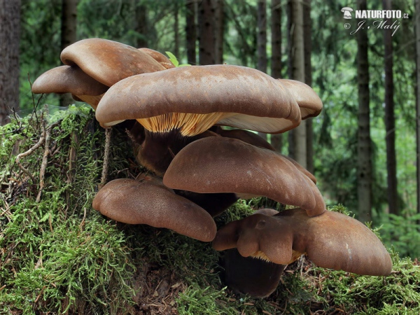 čechračka tmavohlúbiková (Tapinella atrotomentosa)