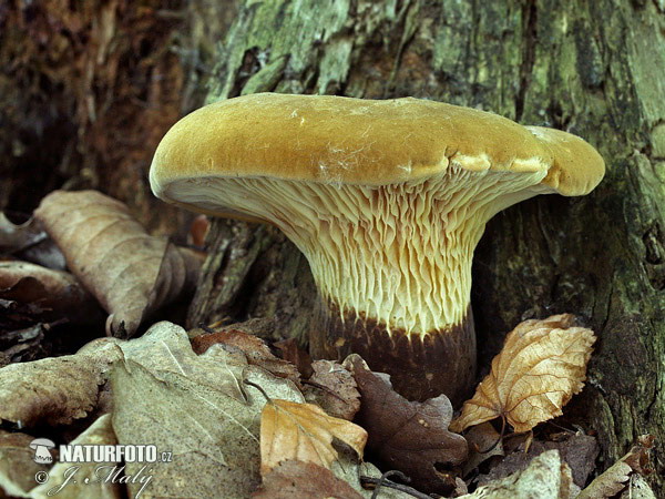 čechračka tmavohlúbiková (Tapinella atrotomentosa)