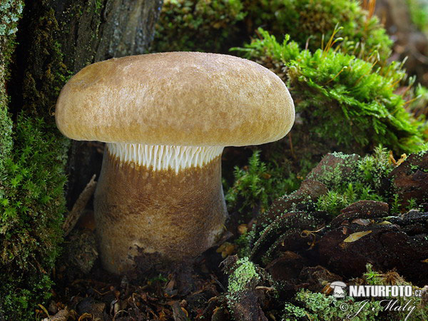 čechračka tmavohlúbiková (Tapinella atrotomentosa)