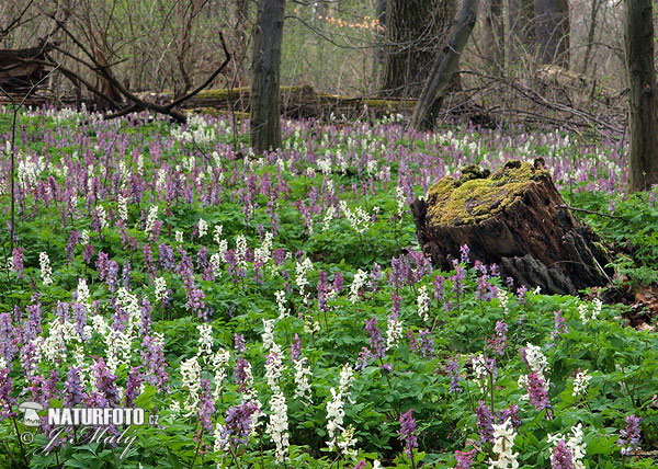 Chohlačka dutá (Corydalis cava)