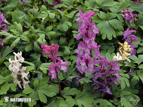 Chohlačka dutá (Corydalis cava)