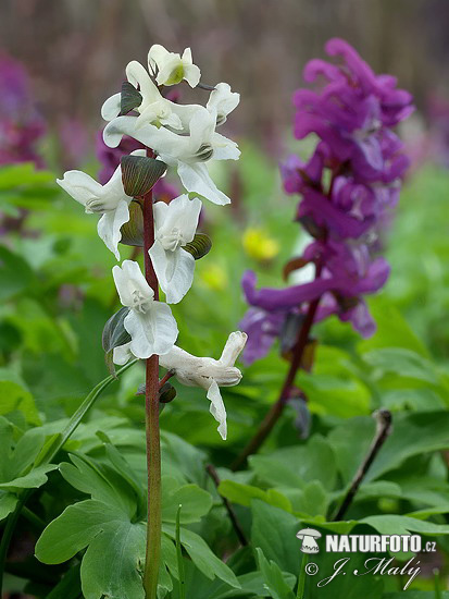 Chohlačka dutá (Corydalis cava)