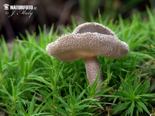 chriapač brvitý (Helvella macropus)