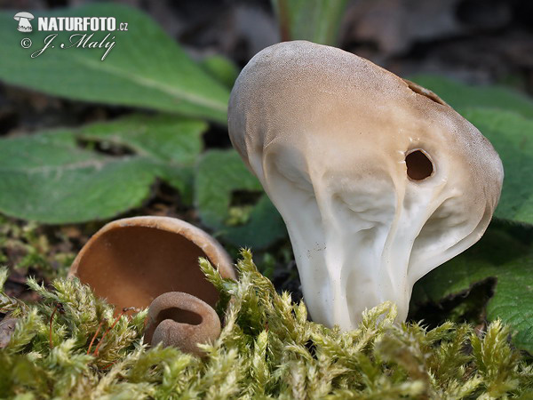 chriapač kalíškovitý (Helvella acetabulum)