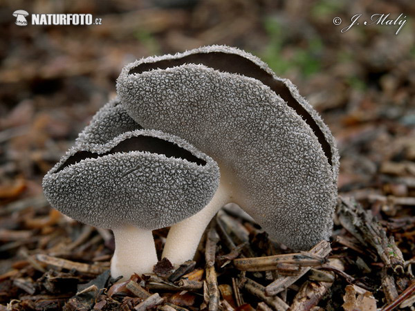 chriapač miskovitý (Helvella cupuliformis)