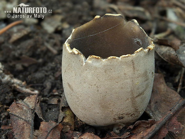 chriapač sosnový (Helvella leucomelaena)