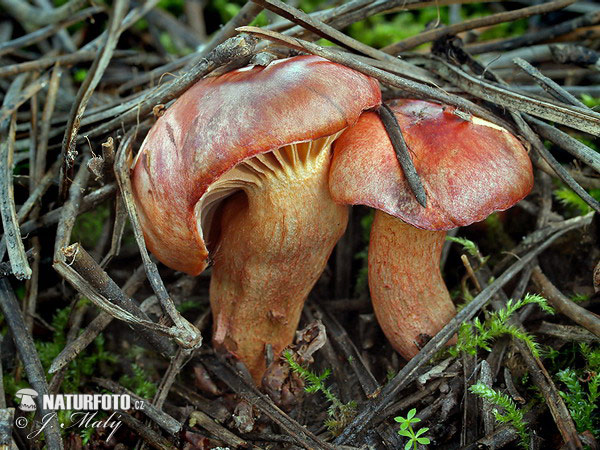 chroogomphus fulmineus (Chroogomphus fulmineus)