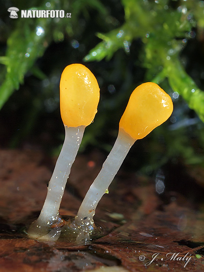 čiapočka močiarna (Mitrula paludosa)