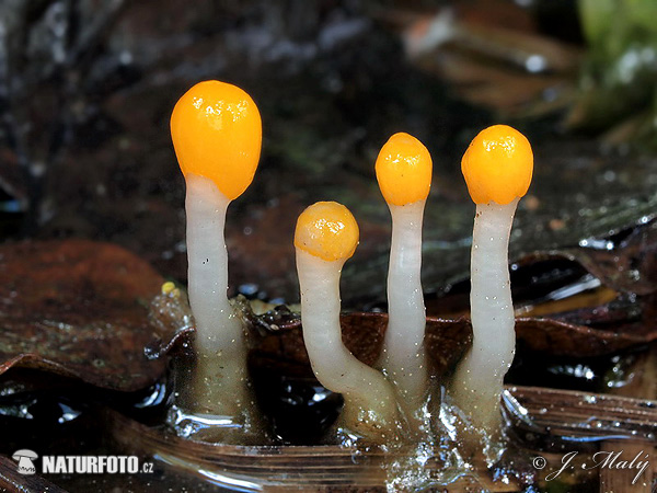 čiapočka močiarna (Mitrula paludosa)