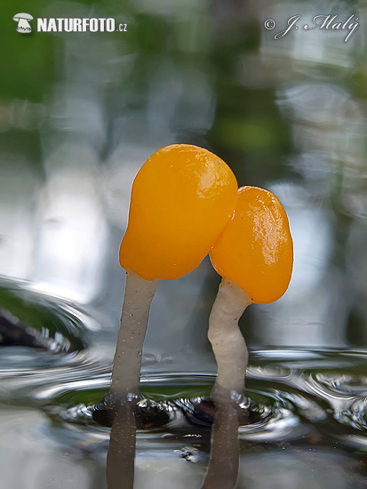 čiapočka močiarna (Mitrula paludosa)