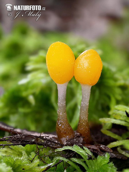 čiapočka močiarna (Mitrula paludosa)