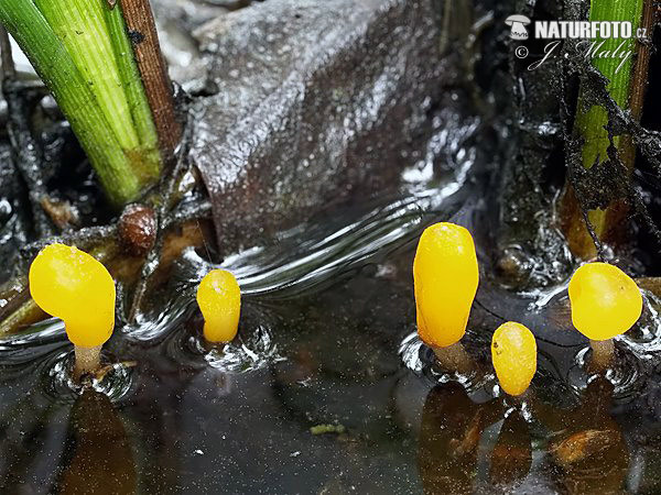 čiapočka močiarna (Mitrula paludosa)