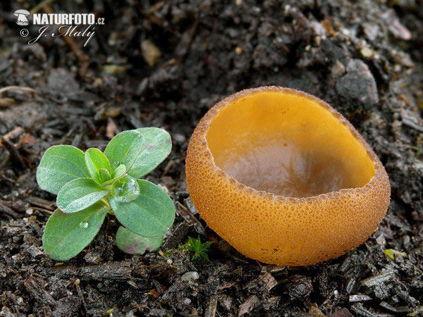 čiaška bližšie neurčená (Peziza sp.)