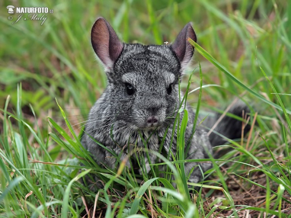 Činčila dlouhoocasá (Chinchilla lanigera)