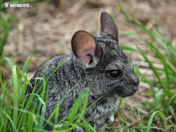 Činčila vlnatá (Chinchilla lanigera)