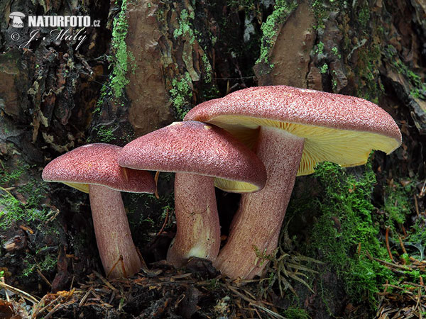 čírovec červenožltý (Tricholomopsis rutilans)