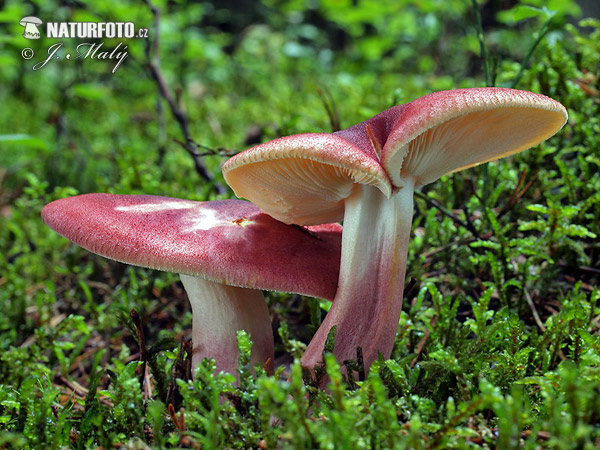 čírovec červenožltý (Tricholomopsis rutilans)